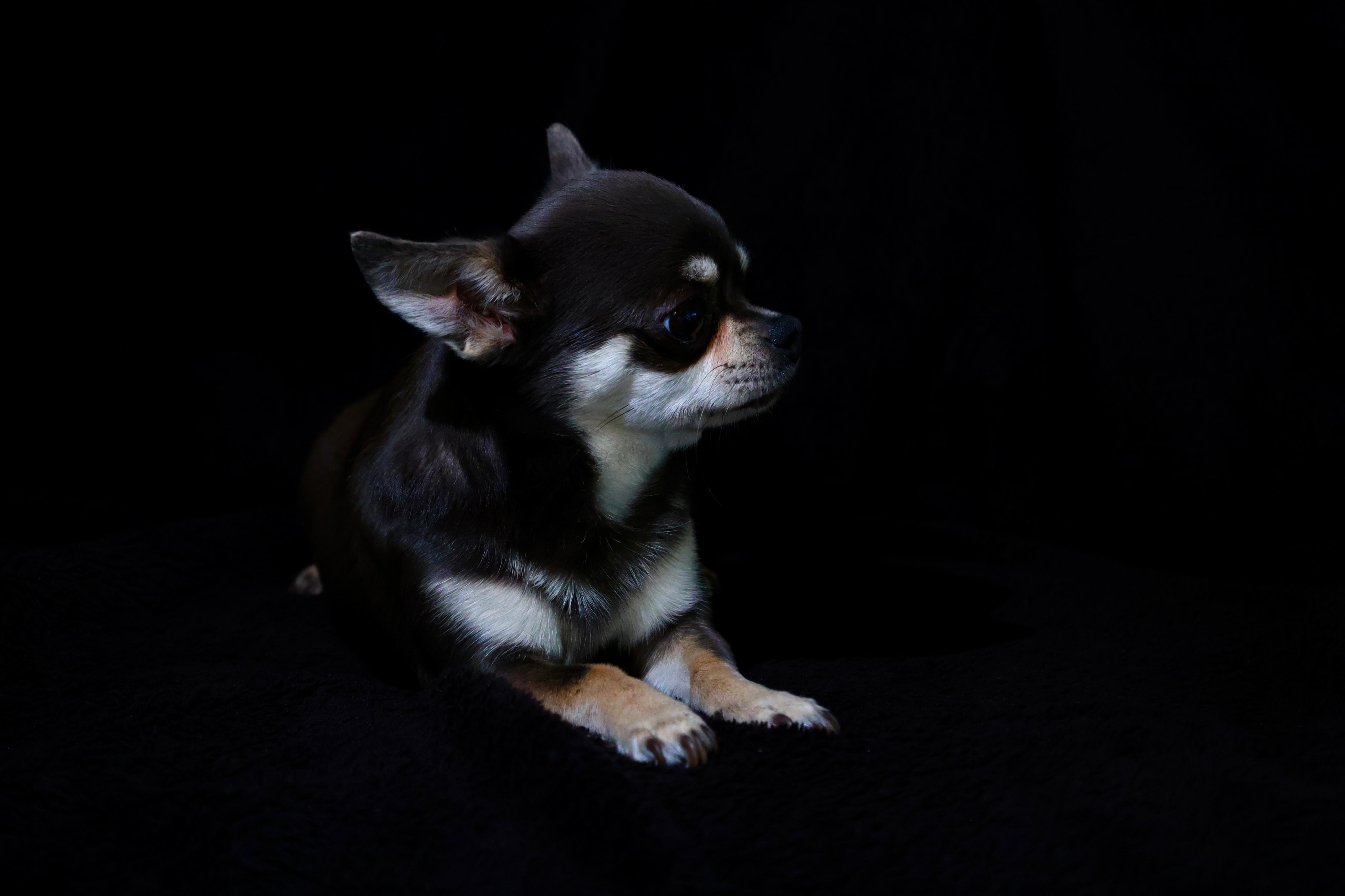 Image portfolio